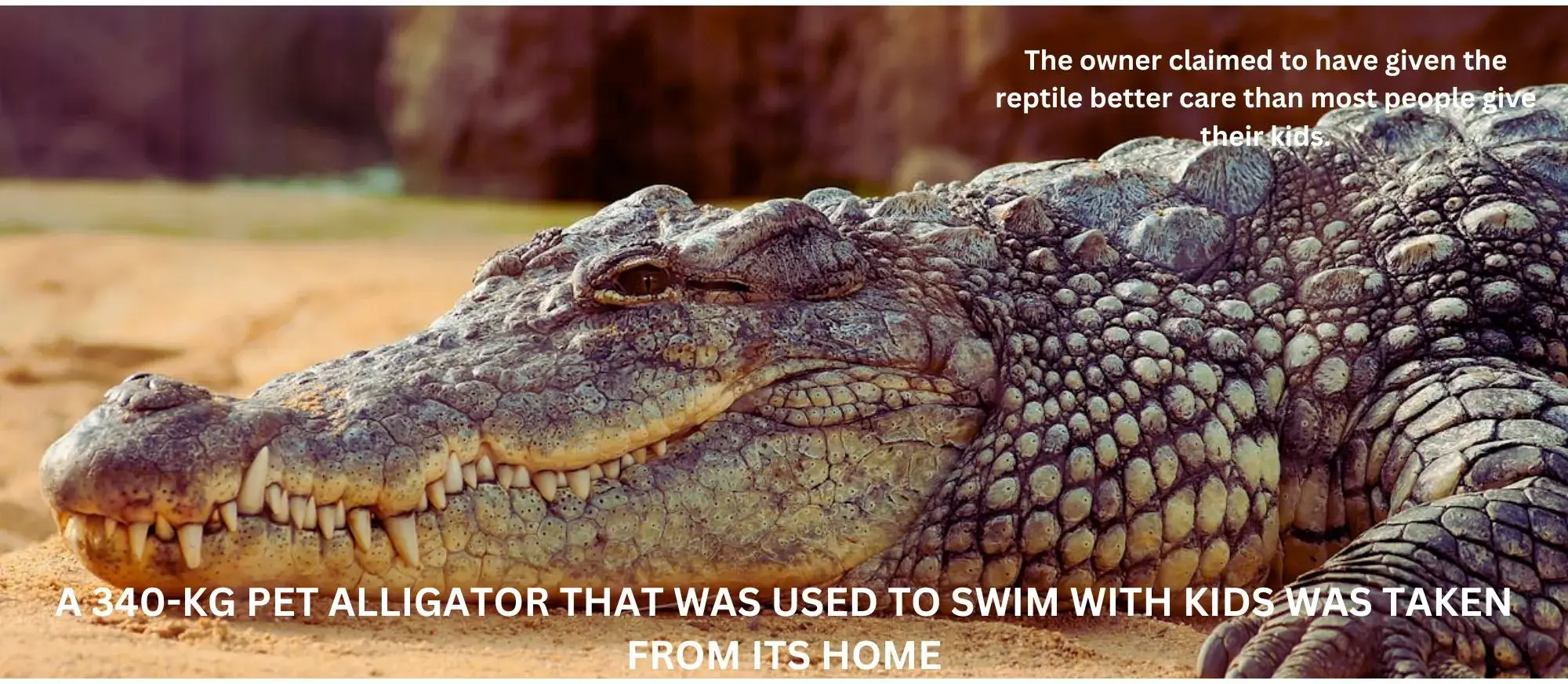 A 340-KG PET ALLIGATOR THAT WAS USED TO SWIM WITH KIDS WAS TAKEN FROM ITS HOME.